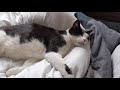 Tuxie Cat Noodle Sleeping Tongue Out
