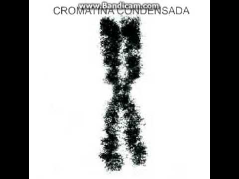 Estrutura do Cromossoma