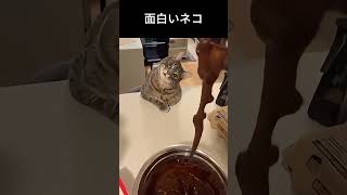 とっても面白いネコちゃん#にゃんこ #子猫 #猫との暮らし #ペット動画 #癒し動物 #もふもふ猫 #かわいい猫