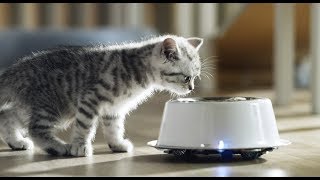 Kitten and Cat Food Rules - Whiskas K.I.T.