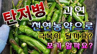 [텃밭농부.693]  탄저병은 천연농약으로 극복이 않될까요?  포기 할까요?