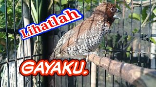 Download lagu emprit peking gacor dengan berbagai materi mp3