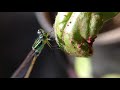 My first and Small Vlog with a Damselfly insect || Miniature Dragonfly