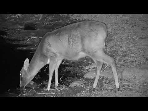Djuma: Duiker's drink interrupted by sneaky Leopard-Hosana male - 23:13 - 07/23/19