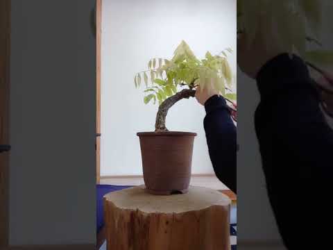 屋内および屋外の盆栽の選択とメンテナンス: 初心者でもプロのように矮性の木の世話をする  庭園