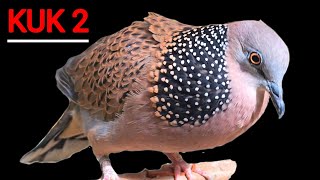 Download lagu Suara Tekukur Kuk 2 Gacor Memanggil Temanya Agar Bunyi - Cocok Untuk Pikat mp3 Download lagu Suara Tekukur Kuk 2 Gacor Memanggil Temanya Agar Bunyi - Cocok Untuk Pikat mp3