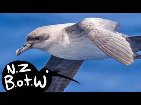 Grey petrel - New Zealand Bird of the Week
