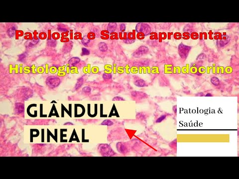 Histologia do Sistema Endócrino: Glândula Pineal