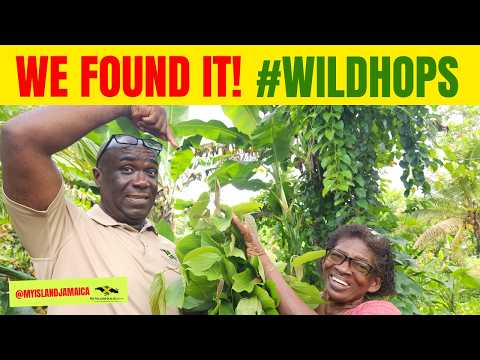 😲 Diabetics Are In Awe of This Jamaican Bush! #WildHops 🇯🇲