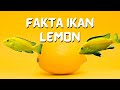 Ikan Hias Lemon Nama Latin