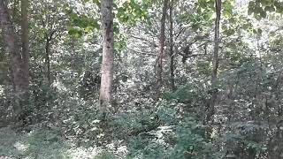 preview picture of video 'Jalan-jalan di Hutan Sumberboto Jombang'