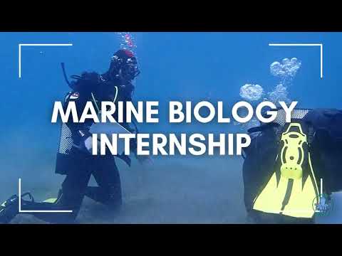 Marine Biology Internship & Scuba Diving, Tenerife — video 10