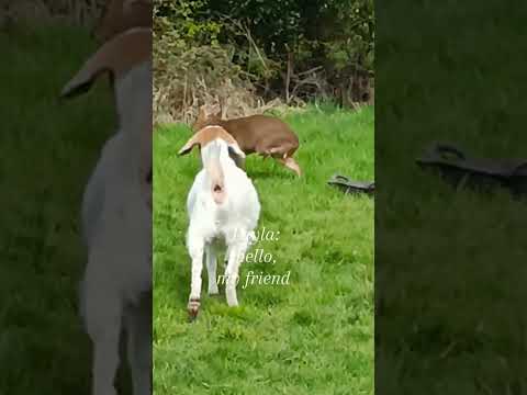 Unexpected suprise visit Tripod 🌿 our deer friend.