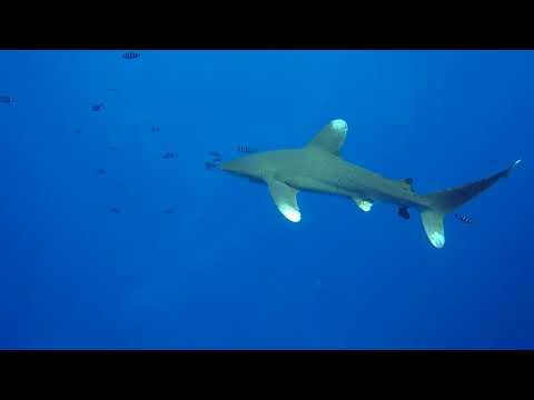 Oceanic White Tips - Red Sea