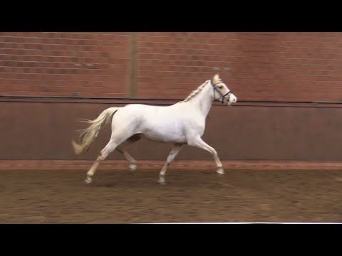 MY MAGIC,  Wallach von The Breas My Mobility - Distelzar