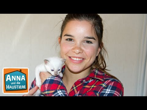 Siamkatze | Information für Kinder | Anna und die Haustiere