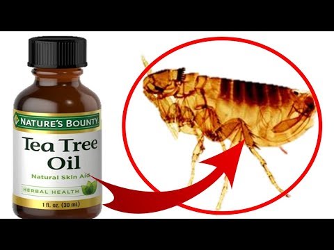 How To Use TEA TREE OIL To Treat FLEAS On Cats & Dogs