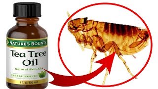How To Use TEA TREE OIL To Treat FLEAS On Cats & Dogs