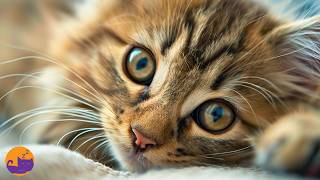 20 Hours of Relaxing Music for Cats 💤 Deep Sleep, Calm & Anxiety Relief