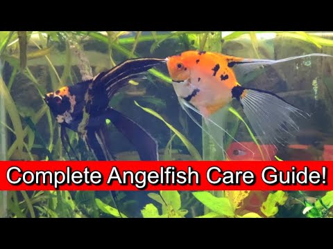 Complete Angelfish Care Guide!