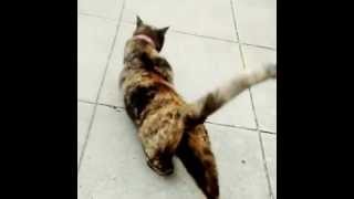 PUSSY WHISKERS FROM BEALES OF GREY GARDENS IS ALIVE AND WELL!