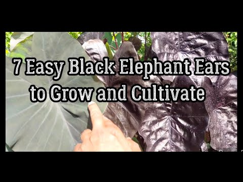 , title : '7 Easy Black Elephant Ear Plants to Grow & Cultivate'