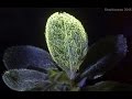 UV Blacklight Photography Tutorial (Ultraviolet-Induced Visible Fluorescence)