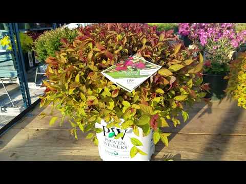 Double Play Doozie® Spirea (Japanese Spirea)