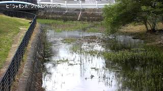 毘沙門橋映像監視局