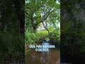 Hacienda de 15 Manzanas de Regadío en Sonsonate #inversión #bienesraices  #cultivo #ganaderia