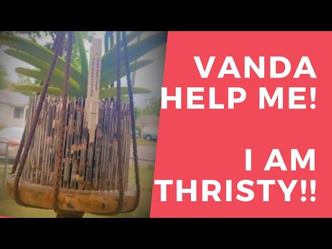 HOW TO ADD MOISTURE TO VANDA ORCHID Add moisture to vanda orchid