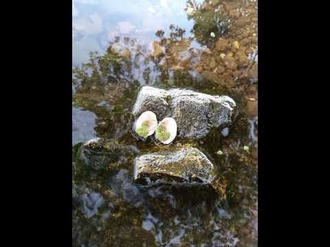 Ekibbo Kya Balongo kikolebwa kiti...