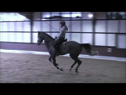 CLAMIRO 5j. Holst. v. Clarimo - Quintero - for sale