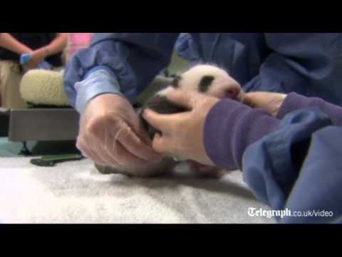 Baby panda cub gets health check in San Diego Zoo