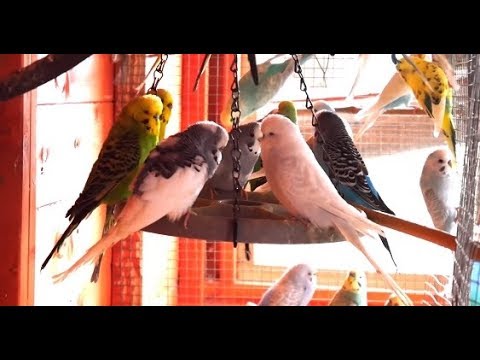 2 Hours of Budgies In Their Aviary - Singing and Playing - Play For Your Budgie - Budgie Sounds