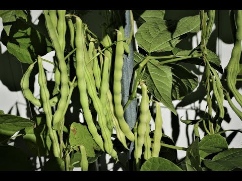 image-What are the tastiest beans to grow?