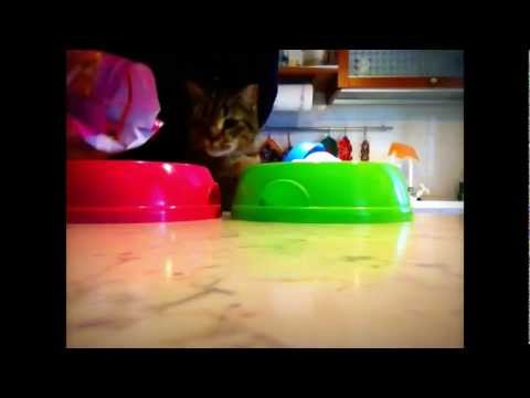 Haai Op Die Aas - Reginae Carter