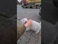 You Don T Want To Encounter The Angry White Cat