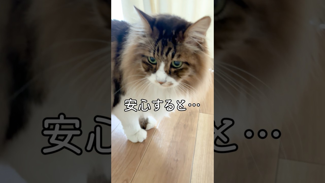今日のにゃんこたち🐾