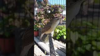 Download lagu Burung kerak basi gacor mp3 Download lagu Burung kerak basi gacor mp3