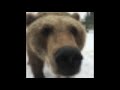 bear.png + bear.mp3 = bear.mp4 bear.png + bear.mp3 = bear.mp4
