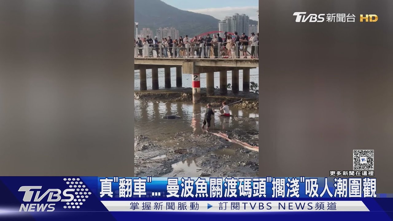 曼波魚「擱淺北投碼頭」!2男陷泥沼搶救 吸大批人潮圍觀