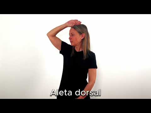 Aleta dorsal - LSC