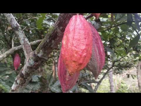 Cacao pariano de Río Caribe Edo. Sucre en la costa norte de la península de Paria en Venezuela 