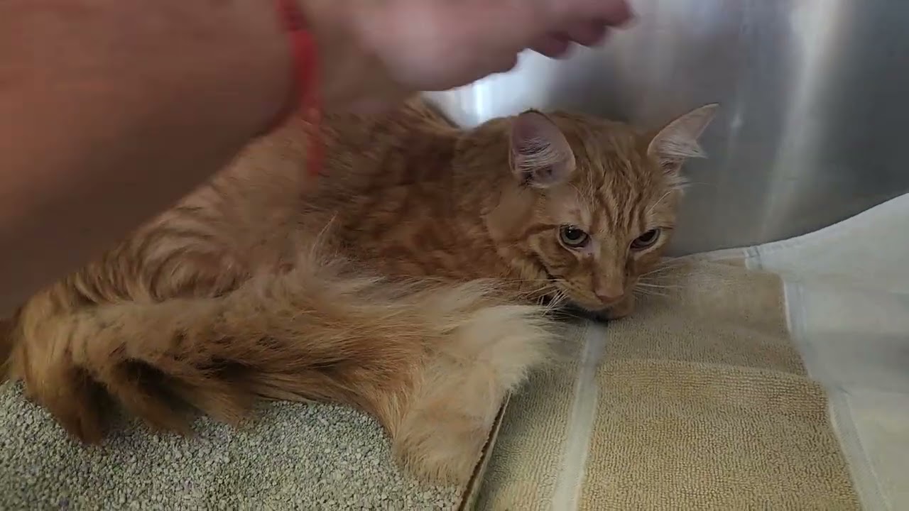 Enlarge Mr. Butters, a ADOPTABLE mixed breed in East Brunswick, NJ video 2/4