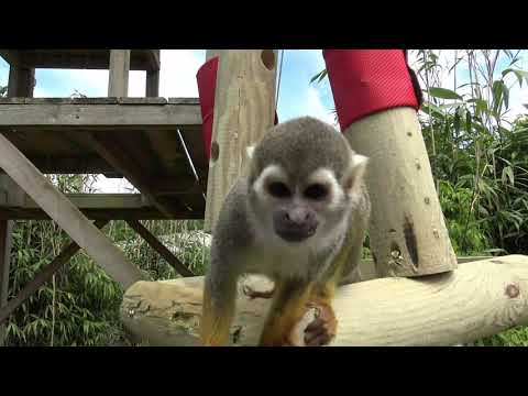 Primate Hanger Version 3 - Awesome Primate Enrichment