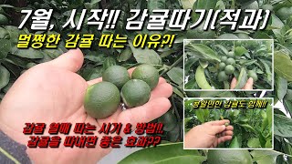 멀쩡한 감귤 따는 이유?!(감귤적과), 감귤열매따기 방법 & 효과, 품질 좋은 감귤만들기