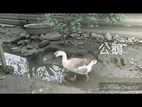 獅頭鵝公母特徵