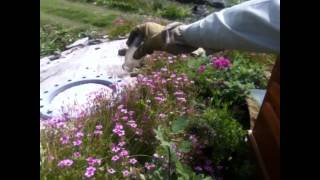 preview picture of video 'June 24, 2012: My Japanese bee hunting adventure to help Japan #SaveOurBees'