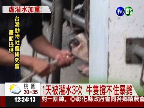 屠宰場殘忍虐牛 灌水增重抬賣價
